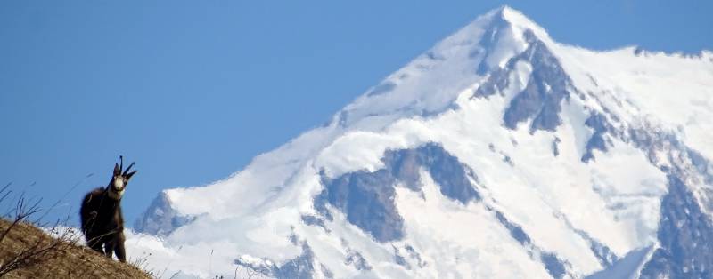 Chamois posant devant le Mont Blanc Une belle rencontre lors d'une randonnée hors des sentiers battus dans les aravis, j'ai passé une vingtaine de minutes à me positionner dans pente abrupte afin d'obtenir l'alignement parfait du chamois et du mont blanc. Un petit sifflement me suffit à avoir son attention pour le cliché haute savoie