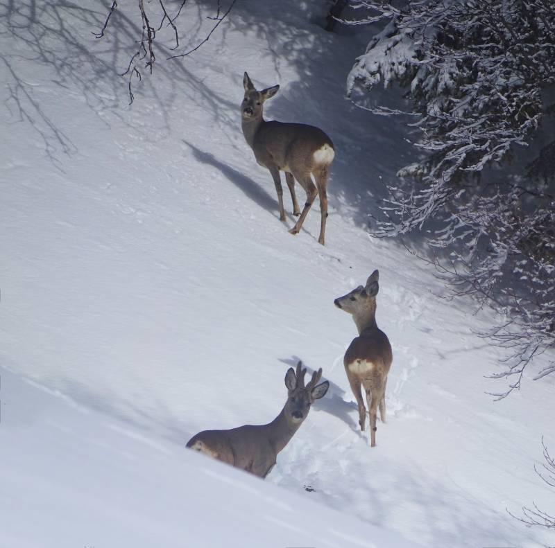 Cerf   biches sauvages neige montagne Lors d'un repèrage en ski de rando dans les Bauges, à lisière d'une forêt, j'ai croisé le regard de ce cerf accompagné de deux biches. haute savoie