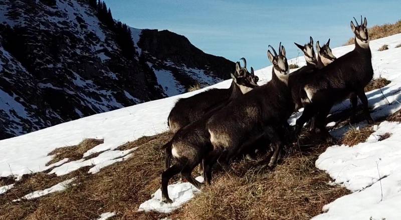 Capra montagneuse chevre himalayenne terre alpine neiges faune flore sauvage animal montagne climat rocheux condition hiver Dans l'image, je vois un groupe de chèvres debout ensemble sur ce qui ressemble à une pente de montagne couverte de neige. Ils sont regroupés étroitement les uns des autres et semblent manger ou se reposer dans la neige. Le paysage entourant est rugueux avec un sol couvert de neige, et le ciel est clair au-dessus. À l'horizon, il y a un autre groupe de chèvres qui ressemblent plus petits en raison du perspective. Il n'y a pas d'écrits visibles ou de signes dans l'image, et c'est juste une scène naturelle qui capture un moment de ces animaux dans leur environnement.