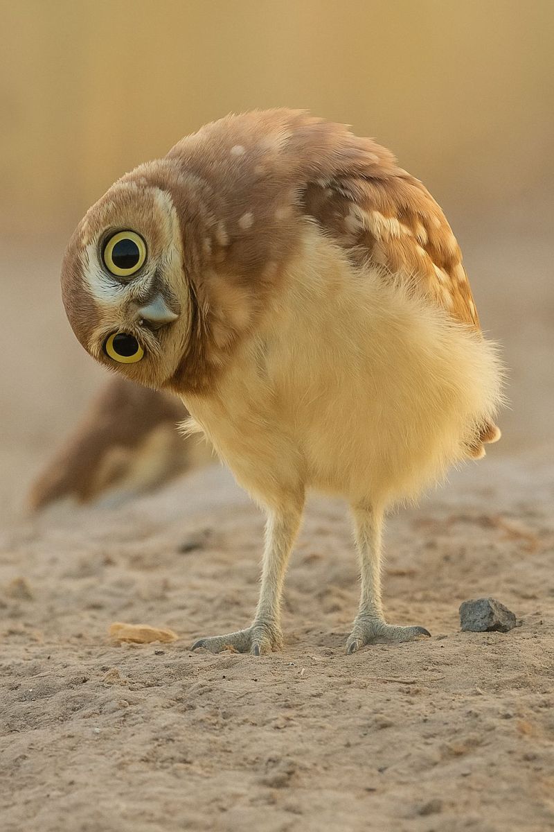 Oiseau faune nature animal air sol plumes bec oeil tete pattes griffe griffer pied jambe Un petit hibou se tient sur un sol sablonneux, la tête penchée sur le côté comme s'il regardait quelque chose. Le hibou a un visage rond avec de grands yeux jaunes expressifs et un petit bec pointu. Ses plumes sont un mélange de brun clair et de blanc, avec quelques taches brun plus foncé. Le corps du hibou est recouvert de plumes douces et duveteuses, et ses pattes sont couvertes de petites griffes acérées. En arrière-plan, il y a une image floue d'un autre hibou, possiblement assis ou au repos. Le sol est recouvert de petits rochers et de sable.