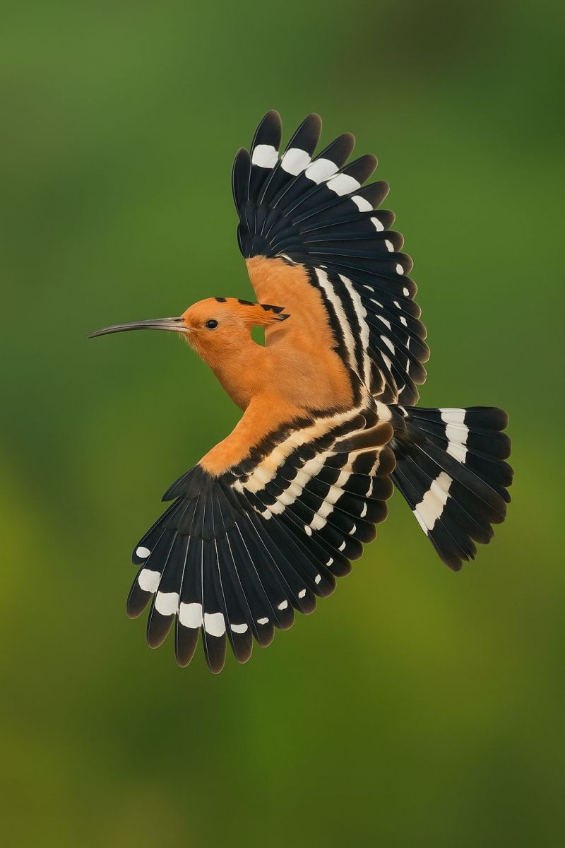 Vol aile plume ciel animal nature faune ornithologie voliere zoo air environnement ecologie conservation observation oiseaux vie Un oiseau en plein vol avec ses ailes largement déployées. L'oiseau a un corps orange vif avec une rayure blanche le long de sa poitrine. Ses ailes sont un mélange de noir et de blanc, avec des plumes noires ayant des pointes blanches. La tête de l'oiseau est petite et pointue, avec un long bec fin. Le fond est d'une couleur verte unie, indiquant possiblement que l'oiseau vole dans une forêt ou un jardin.