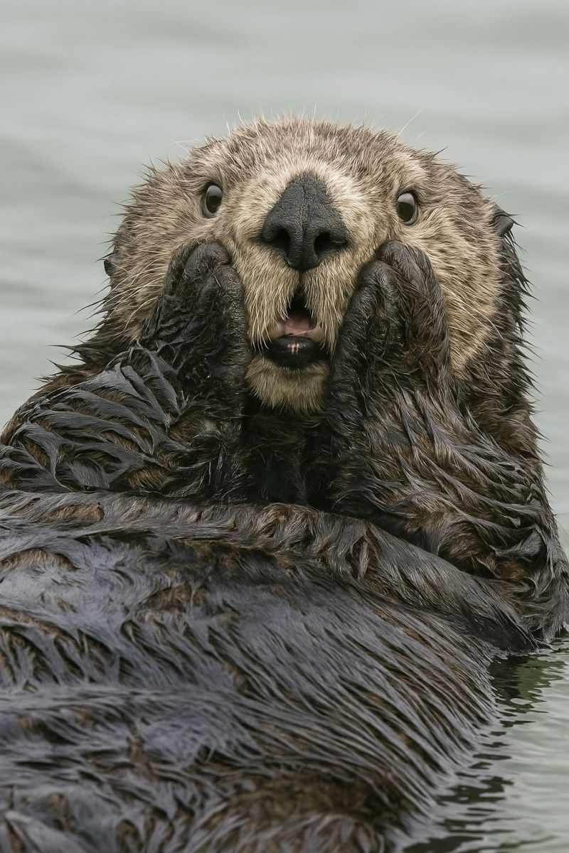 Loutre aquatique joueur nage faune nature animal mammifere mer ocean eau humide marin fourrure Une loutre flotte sur l'eau, sa tête au-dessus de la surface. La loutre a un pelage mouillé et brillant qui est brun foncé. Son visage est rond avec un petit nez pointu et de grands yeux expressifs. La bouche de la loutre est légèrement ouverte, révélant ses dents. Ses oreilles sont petites et cachées par son pelage. Les pattes de la loutre sont positionnées sur ses joues, et son corps est légèrement courbé, avec sa queue visible derrière elle. L'eau est calme, et le ciel est clair.