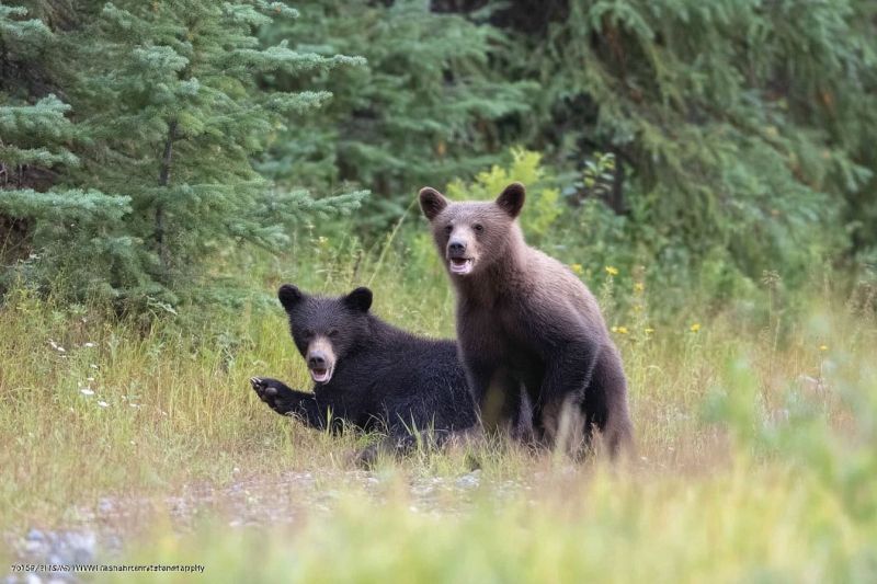 Ours ourson faune foret nature mammifere air animal herbe arbre jouer soleil prairie sauvage habitat brun sol pattes Dans un champ herbeux, deux jeunes ours se tiennent debout. Un ours est noir et semble être allongé, tandis que l'autre ours est brun et est debout. L'ours brun a la bouche ouverte, peut-être en train de bâiller ou de faire un bruit. Le champ est entouré de grands arbres et d'arbustes, et le sol est couvert d'herbe et de petites plantes. L'image porte un filigrane dans le coin inférieur gauche.