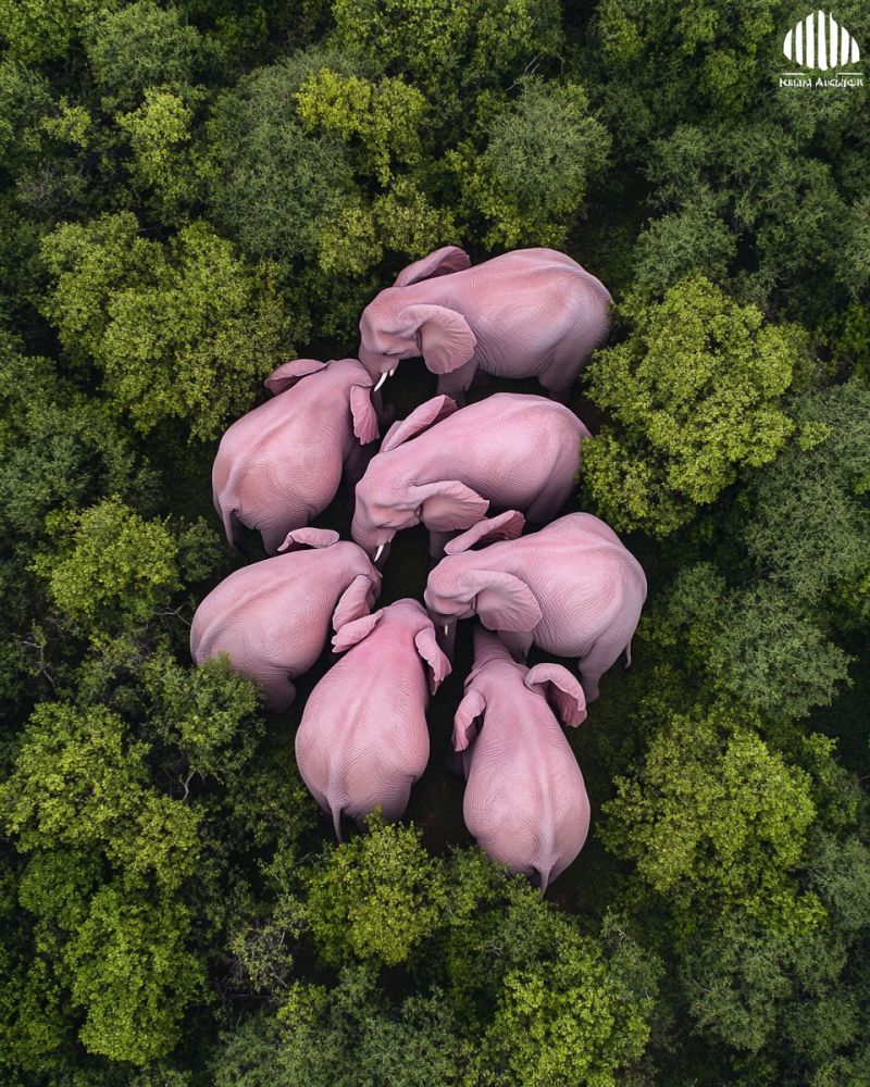 Elephants rose faune aerien foret nature animaux conservation groupe troupeau arbres habitat biodiversite mammiferes danger air environnement Une vue aérienne montre un groupe d'éléphants à la peau légèrement rose debout dans une forêt luxuriante et verte. Les éléphants sont rassemblés étroitement les uns contre les autres, avec leurs trompes entrelacées, formant un cercle. Les oreilles des éléphants sont déployées et leurs trompes sont levées, interagissant peut-être les unes avec les autres. La forêt est dense avec un feuillage vert, et les éléphants sont entourés par une canopée d'arbres.
