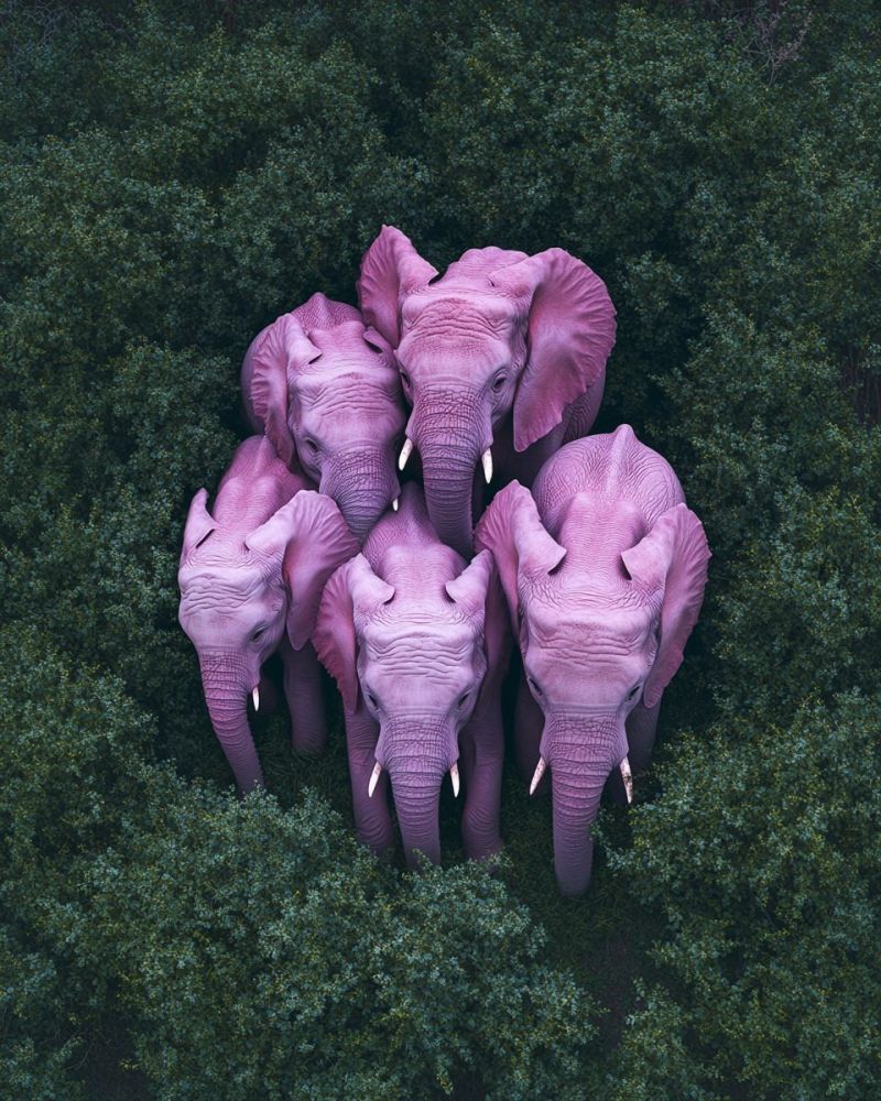 Elephants faune nature animaux mammiferes groupe troupeau rose foret arbres vegetation habitat conservation voie disparition air aerien Un groupe d'éléphants à la teinte lavande se tient dans une forêt luxuriante et verte. Les éléphants sont disposés en demi-cercle, face vers l'extérieur, avec leurs trompes pointant dans des directions différentes. Les éléphants ont de grandes oreilles rondes et de longues défenses courbées. Les corps des éléphants sont couverts de rides, et leur peau semble lisse et brillante. La forêt est remplie d'une dense végétation verte, et les éléphants se tiennent dans une clairière entourée d'arbres.