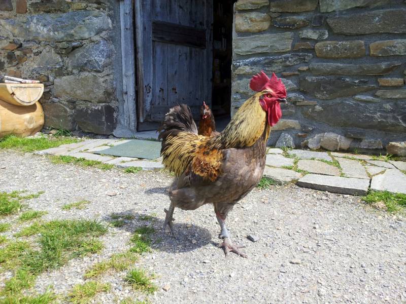 Coq rooster splendid photograph surprising featuring the benefits wild of mountains on la coq rooster