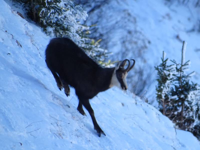 Cette represente chevre mont debout sol couvert neige semble marcher vers haut pente tete baissee possiblement recherche nourriture manger pla Le paysage montagneux est recouvert d'une couche de neige qui englobe le sol. À la limite du plan, un animal gazelle ou une espèce similaire s'accroupit sur des roches et regarde vers le bas. Il a des jambes longues et étroites caractéristiques des gazelles et son motif de pelage suggère qu'il pourrait être une espèce d'antilope. Le fond révèle une forêt dense avec des arbres à feuilles persistantes, contribuant au paysage sauvage et rugueux du milieu. Le ciel est nuageux et il n'y a aucune visible écriture ou marquage sur l'image. L'impression générale est celle d'un environnement naturel froide avec la faune.