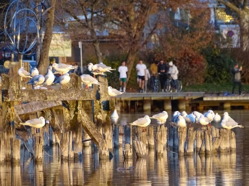 Oiseaux quai lac canards rassembles autour colonne bois faune urbaine environnement aquatique coucher soleil eau repos pendant journee zone baign Scène paixante présentant un corps d'eau avec un quai qui s'étend dans l'eau, à droite de l'image se trouvent une collecte de goélands posés sur la structure du quai. Ils semblent être en repos ou peut-être attendre des aliments. Un petit nombre de personnes sont visibles dans le fond, en marchant le long du bord de l'eau; elles semblent profiter du paysage ou s'engager dans une activité extérieure. Le ciel est ombragé, ce qui pourrait indiquer un jour frais ou la période du jour où le soleil n'est pas directement au-dessus. Il n'y a aucun texte visible ni aucune marque distinctive qui indiqueit la localisation ou toute autre information spécifique à l'image.