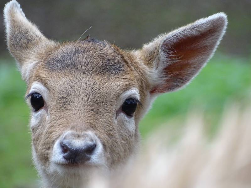 Portrait biche via sauvage aerial picture amazing featuring the benefits wild of mountains on la