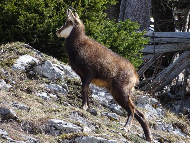 Jeune chamois des alpes  aravis accurate photograph surprising featuring the benefits wild of mountains on la Jeune chamois des alpes  aravis