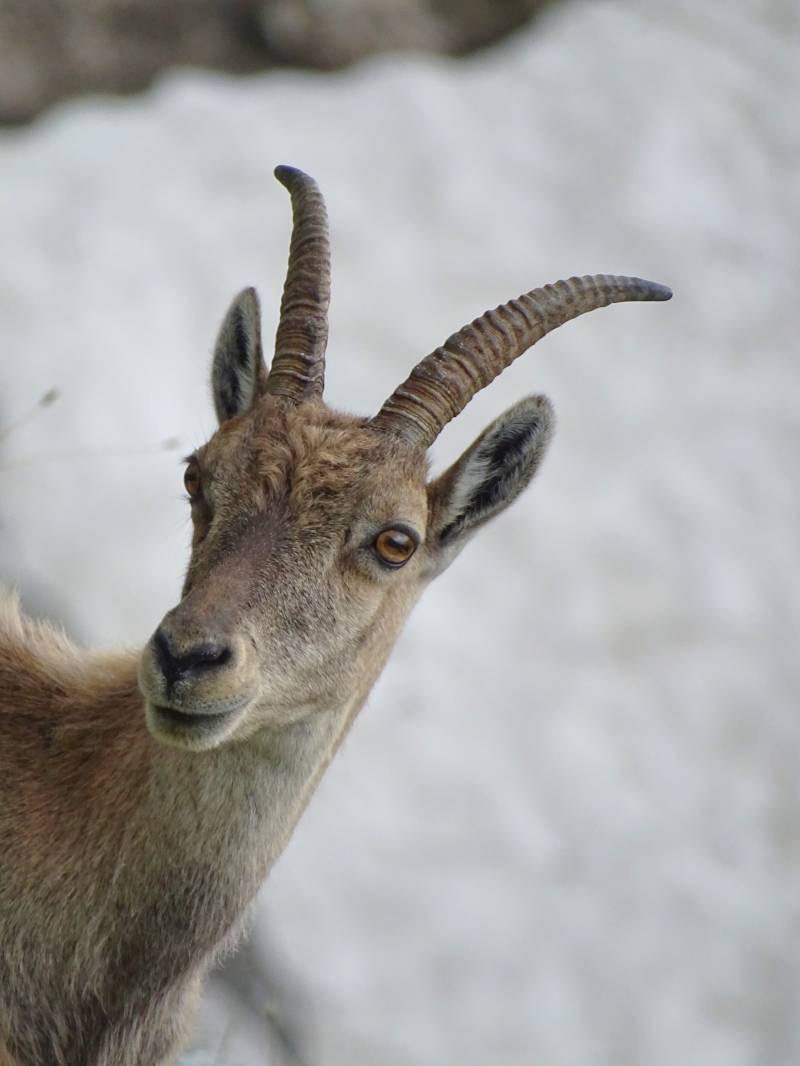 Rame chevre montagne animal cornigene faune air habitats naturels terre rocheuse environment alpin animaux nature Le chèvre des montagnes se tient debout sur une terrain recouvert de neige. Le chèvre présente des cornes incurvées longues et est regardé directement par la caméra avec un expression concentrée. Son pelage est une combinaison de brown clair et blanc, ce qui contraste avec ses yeux foncés. Derrière le chèvre, il y a un paysage rugueux avec des patchs de neige et quelques zones herbuces. Le scène globale suggère une environment élevé typique des régions montagneuses où telles animaux sont trouvés.