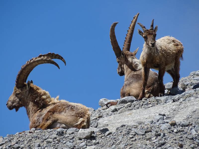 Ibex family ibex family