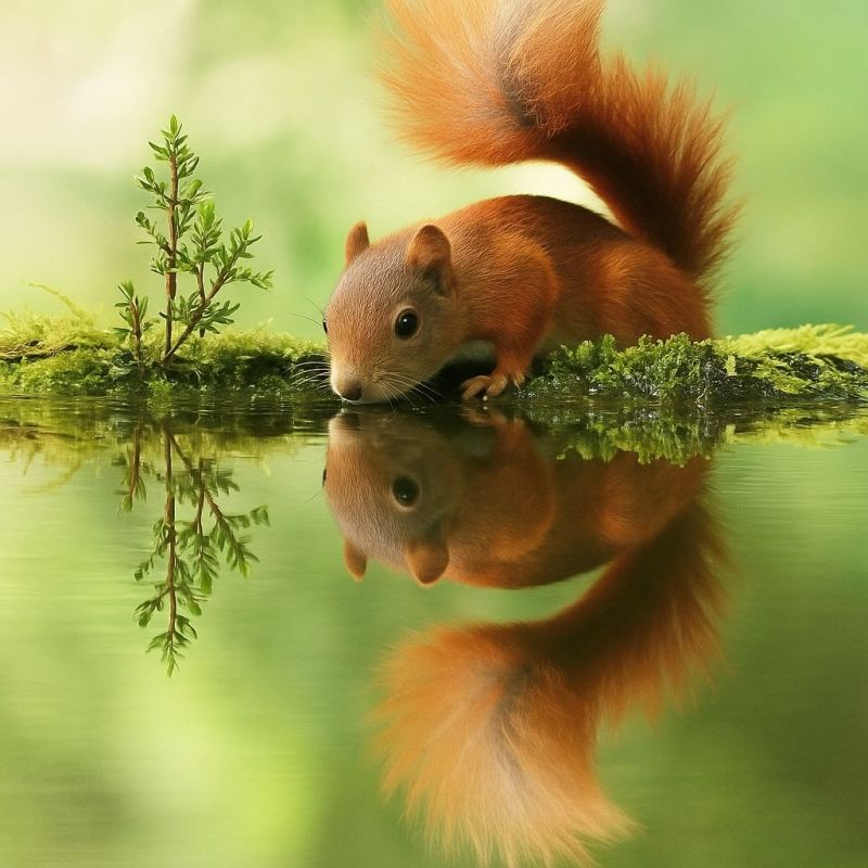 Ecureuil eau reflet faune nature animal foret air vert fourrure queue mammifere rongeur humide mousse plante branche habitat environnement Un écureuil roux à la queue touffue est perché sur une berge moussue près d'un plan d'eau calme. Le reflet de l'écureuil est visible dans l'eau, reflétant sa posture et son environnement. La fourrure de l'écureuil est d'un rouge vif, et ses yeux sont sombres, lui donnant une expression curieuse. L'arrière-plan est un vert doux et flou, suggérant un environnement naturel luxuriant. L'eau est claire, reflétant l'écureuil et la verdure environnante.