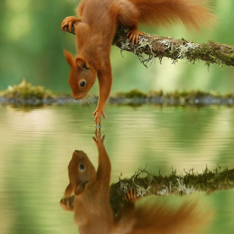 Ecureuil eau reflet faune nature animal foret arbre branche mousse vert habitat escalade joueur curiosite patte queue soleil ombre Un écureuil roux est suspendu à l'envers à une branche au-dessus d'un plan d'eau, son reflet visible dans l'eau. L'écureuil a une queue touffue et regarde vers l'eau. La branche est couverte de mousse et de lichen, et l'eau est calme avec le reflet de l'écureuil et de la branche. Le fond est une forêt avec un feuillage vert.