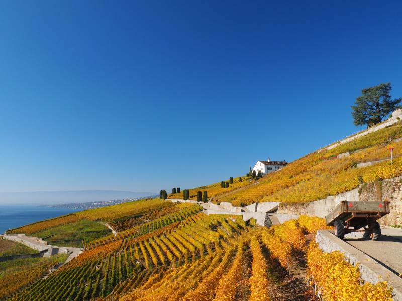 Lavaux suisse amazing image accurate showing the state of wild of global warming on la lavaux suisse