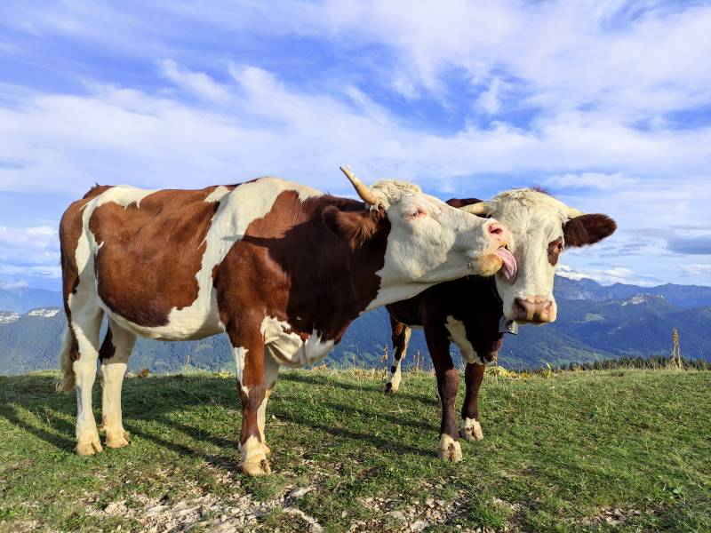 Couple de Vaches de Montagne  Semnoz surprennante photo macro splendide démontrant les méfaits sauvage des activités humaines sur la biodiversité sur la Couple de Vaches de Montagne  Semnoz