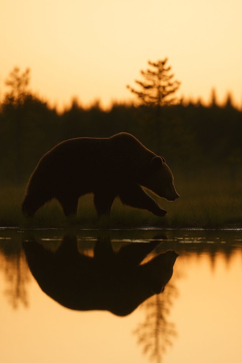 Ours faune nature foret coucher soleil reflexion eau air animal mammifere crepuscule soir arbres herbe ombre sauvage habitat Une silhouette d'un grand ours brun marche le long du bord d'un plan d'eau calme, peut-être un lac ou une rivière. Le reflet de l'ours est visible dans l'eau, reflétant son mouvement. L'arrière-plan présente une forêt avec des arbres, et le ciel est d'une teinte chaude et dorée, suggérant l'aube ou le crépuscule. La scène est paisible, l'ours se déplaçant lentement et délibérément.