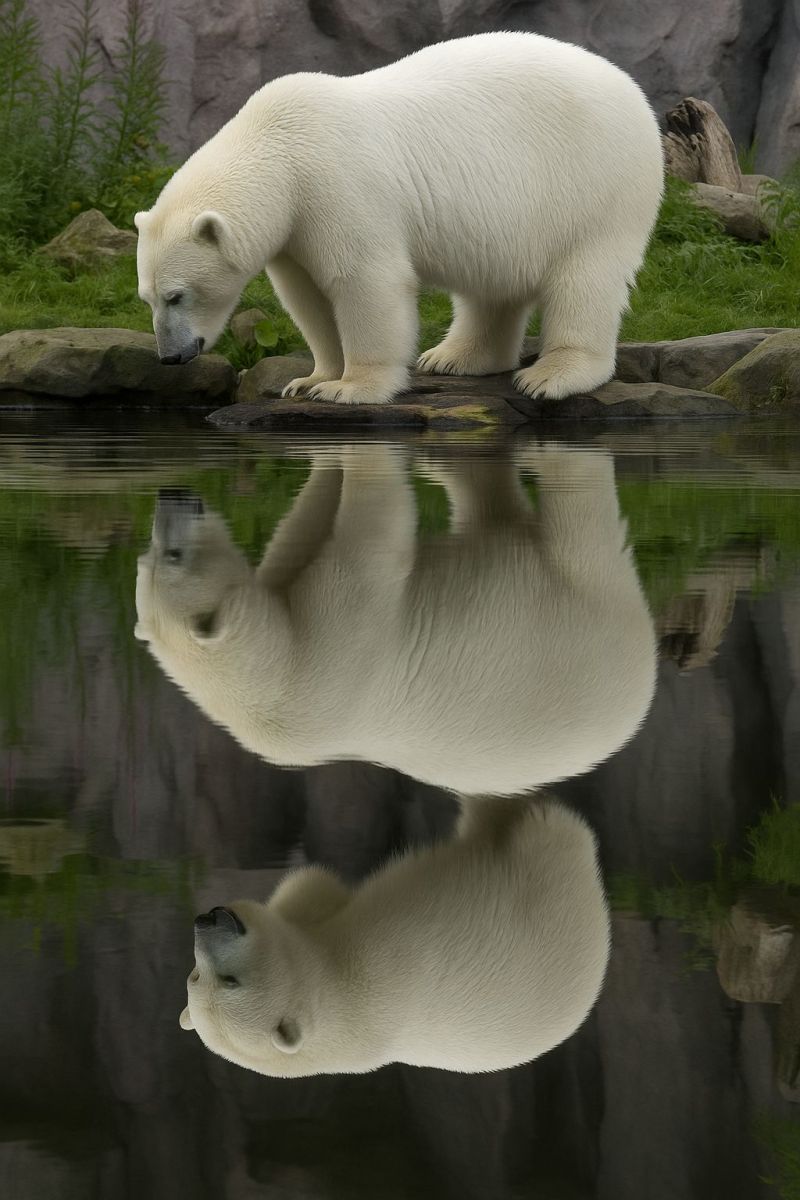 Reflexion eau faune nature animal habitat glace froid arctique danger conservation mammifere air polaire ours sanctuaire reserve protection Un ours polaire se tient sur un rocher près d'un plan d'eau, son reflet visible dans l'eau. L'ours a un pelage blanc et un nez noir. L'eau est calme, et le reflet de l'ours est clair. Le corps de l'ours est légèrement tourné vers la gauche, et sa tête est baissée, buvant peut-être de l'eau. L'arrière-plan présente des rochers et de la verdure.
