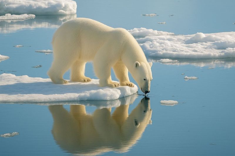 Glace eau reflexion faune arctique habitat conservation danger iceberg nage predateur carnivore mammifere nature air froid polaire ours climat changem Un ours polaire se tient sur un petit glaçon flottant dans l'océan Arctique. L'ours boit de l'eau de l'océan, son reflet étant visible à la surface de l'eau. La fourrure de l'ours est blanche, se fondant avec la glace enneigée autour de lui. Le ciel est clair et bleu, sans nuages visibles. L'eau est calme, et il y a d'autres glaçons éparpillés autour de l'ours.