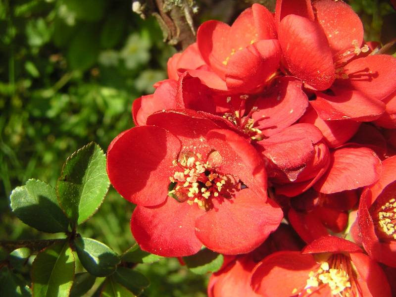 Fleur plante feuilles rouges flocon flore sauvage nature bouquet jardin flora coloree vivace L'image présente une vue à petit oeil de plantes en fleurs vives de couleur rouge intense. Chaque plante compte des groupes d'petits fleurs vives qui émettent de la lumière depuis un point central. On peut voir plusieurs tiges visibles avec de multiples feuilles attachées à elles, ce qui suggère que les plantes ont été taillées ou sculptées pour des raisons esthétiques. Le fond est hors de focus mais apparaît être un cadre extérieur avec des indices de feuillage vert.