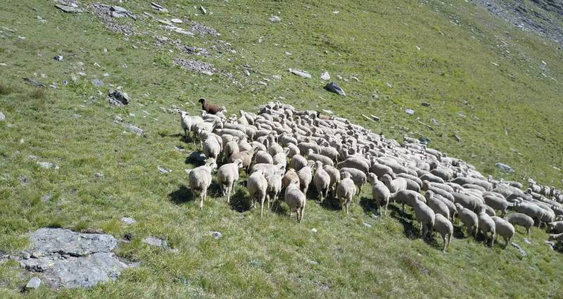 Sheep herd pastoral mountain wildlife protection area rural environment grazing animal hilly terrain natural setting ruminant livestock In the image, there is a herd of sheep on a grassy hill. The sheep are white with black faces and legs. They appear to be grazing or resting in the middle of the frame. The hillside around them has a mix of green and brown vegetation, suggesting it may be spring or autumn. In the distance, there is a mountainous backdrop with what looks like snow-covered peaks. There is also a small stream visible on the left side of the image, flowing down the slope. The photo captures a pastoral scene typical of rural landscapes.