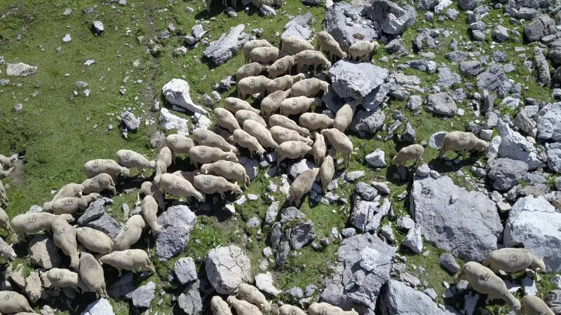 Troupeau de moutons  Galibier splendide photographie précise montrant les bienfaits sauvage de la montagne sur la Troupeau de moutons  Galibier