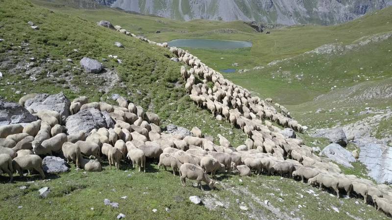 Sheep herding mountainous terrain pastoral scene herd rural grazing animal mountain shepherd guiding flock hilly countryside livestock flock of sheep on a mountain trail. The sheep are clustered together and appear to be walking along the path, which is lined with rocks and small shrubs. There is a steep drop-off visible to the right side of the image, suggesting that the path is high above a valley or cliff edge. In the background, there are snow-capped mountains with patches of green vegetation indicating that the photo was taken during a season when the weather conditions are suitable for the growth of grass and other plants. The environment suggests it's in a mountainous region, possibly during a season when the temperatures are mild enough for sheep to graze outdoors.