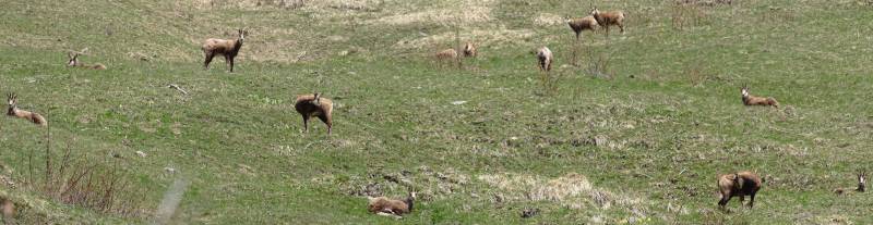 Tous Chamois aerial image astounding demonstrating the mischiefs wild of human activities on la Tous Chamois