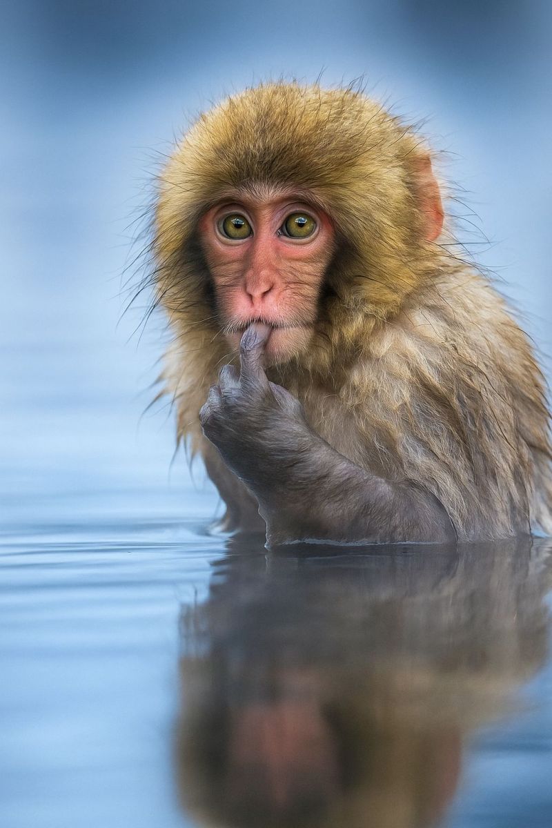 Singe eau faune nature animal mammifere air reflexion natation mouille mignon main oeil Un singe est dans l'eau, partiellement immergé, avec sa main sur sa bouche. Le singe a un pelage brun et hirsute et un visage rosé. Ses yeux sont verts, et il semble regarder quelque chose devant lui. L'eau est calme, et le reflet du singe est visible dans l'eau. Le fond est un ciel bleu clair.