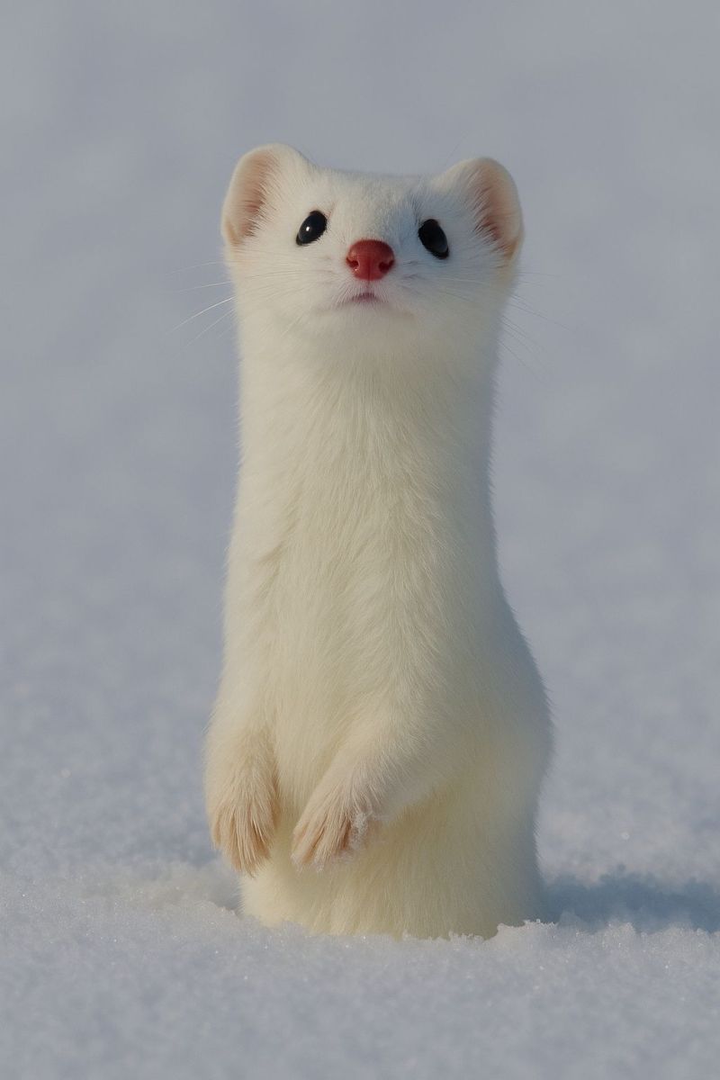 Animal arctic blizzard cold cute ermine fur furry snow fox hare tundra wildlife weather sitting standing red nose a small, white animal with a fluffy tail is standing upright on its hind legs in a snowy environment. The animal has a round head with small, black eyes and a red nose. Its ears are pointed and upright, and its body is covered in soft, white fur. The animal appears to be looking up, possibly at something or someone. The snow is white and covers the ground, and the sky is clear and blue.