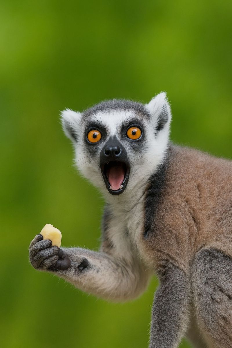 Animal wildlife lemur primate mammal nature outdoors eating food fruit banana yellow orange green fur claws claw clawed clawing A ring-tailed lemur is holding a piece of food in its hand. The lemur has a distinctive black and white coat with a long, bushy tail. Its face is turned towards the camera, and it has large, expressive eyes with a bright orange hue. The lemur's mouth is open, and it appears to be either eating or about to eat the food in its hand. The background is a blurred green, likely a forest or natural environment.