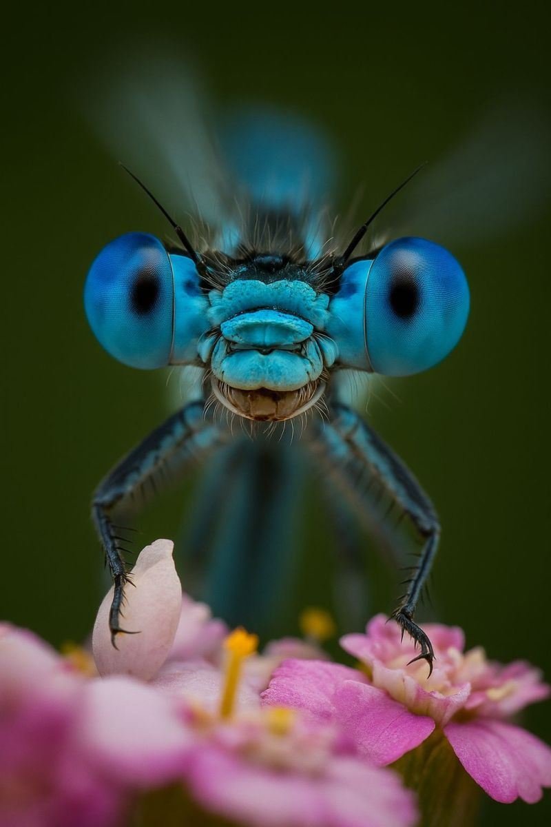 Insecte libellule macro gros nature faune bleu yeux antennes fleur petales vert bokeh mise point texture Un gros plan d'une libellule avec un corps bleu saisissant et de grands yeux ronds et bleus. La tête de la libellule est légèrement tournée sur le côté, et sa bouche est ouverte, laissant entrevoir ses mandibules. Ses ailes sont déployées, et ses pattes agrippent les pétales d'une fleur rose. L'arrière-plan est un vert doux et flou, probablement une feuille ou du feuillage.