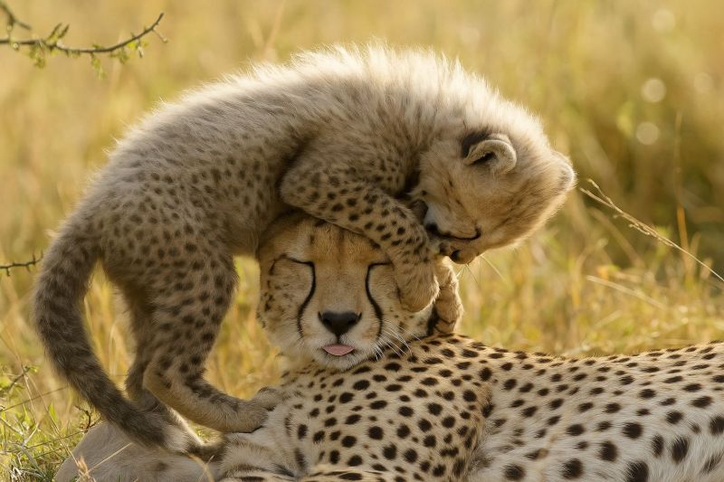 Guepard mere faune safari nature animal mammifere predateur herbe soleil air sauvage jouer amour lien petits Dans un champ herbeux, une mère guépard est allongée sur le côté avec sa tête reposant sur le sol. Son petit, avec un pelage blanc et moelleux et des taches sombres, grimpe en jouant sur son dos, plaçant sa tête sur la sienne. La queue du petit pend, et ses pattes sont sur le cou de la mère. Les yeux de la mère sont fermés, et sa langue est légèrement sortie, suggérant un moment de repos ou d'affection. L'arrière-plan est flou, avec de hautes herbes et quelques petites branches visibles.