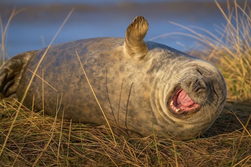 Phoque animal faune nature marin ocean mer mammifere cote plage herbe rire sourire bonheur air soleil relaxation esprit ludique environnement conserva Un phoque est allongé sur le côté dans un champ d'herbe, sa bouche ouverte dans ce qui semble être un bâillement. La fourrure du phoque est un mélange de gris et de brun, et il a une petite oreille pointue. Les yeux du phoque sont fermés, et il semble se reposer paisiblement. L'herbe autour du phoque est haute et sèche, et il y a un plan d'eau en arrière-plan, peut-être une rivière ou un lac. Le ciel est clair et bleu, indiquant qu'il fait une journée ensoleillée.