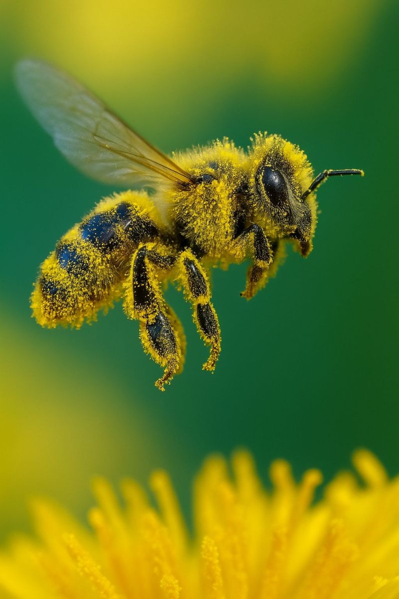 Bee flower pollination insect nature yellow macro wildlife garden environment ecology flora petals stem green dust wings antennae A close-up of a bee in mid-flight, covered in pollen, with its wings spread wide. The bee has a yellow body with black stripes and a fuzzy appearance. It is hovering above a bright yellow flower with numerous petals, which are also in focus. The background is a mix of green and yellow hues, suggesting a garden or field setting.