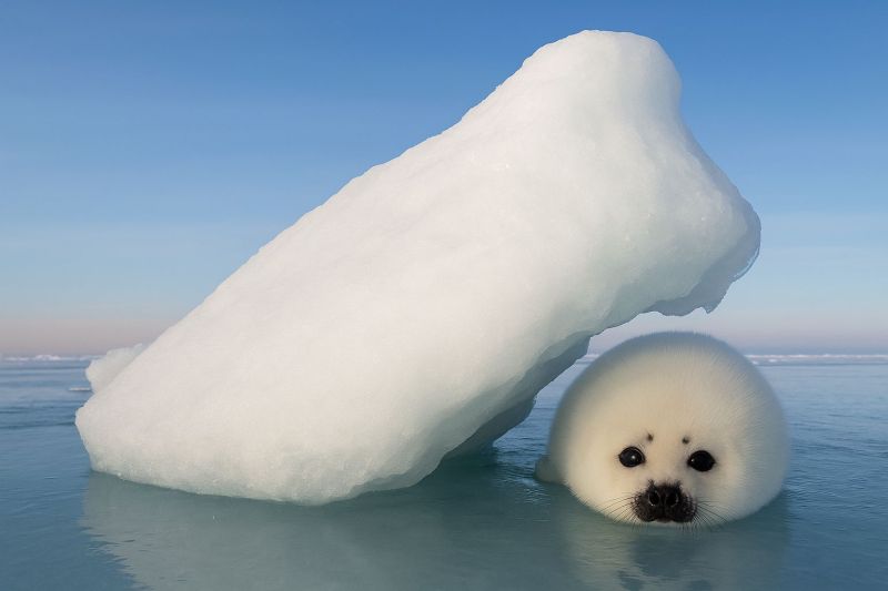 Seal ice water ocean wildlife animal baby cub marine nature polar habitat iceberg cold swimming cute mammal exploration adventure A newborn seal is swimming near a large chunk of ice in the ocean. The seal has a white fur coat, black eyes, and a small, round head. The ice is a large, irregularly shaped piece, reflecting the blue sky above. The water is calm and clear, with the reflection of the ice and the seal visible on its surface. The sky is clear and blue, with no visible clouds.