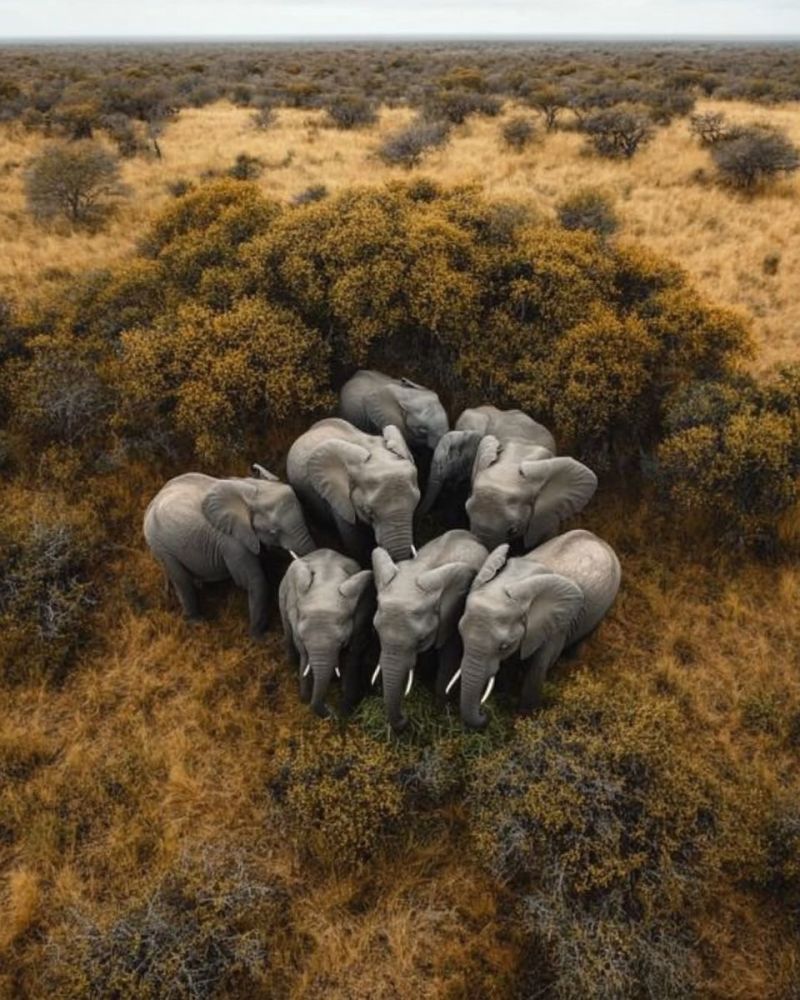 Elephants faune nature safari prairie brousse troupeau mammifere animal conservation air sauvage defenses trompe habitat soleil ombre sec automne Une vue aérienne d'un groupe d'éléphants dans un champ herbeux. Les éléphants sont rassemblés en cercle, la tête baissée, se nourrissant peut-être au sol. Les éléphants sont de différentes tailles, certains étant plus grands que d'autres. Le champ est entouré d'arbres et de buissons, et le ciel est clair et bleu.