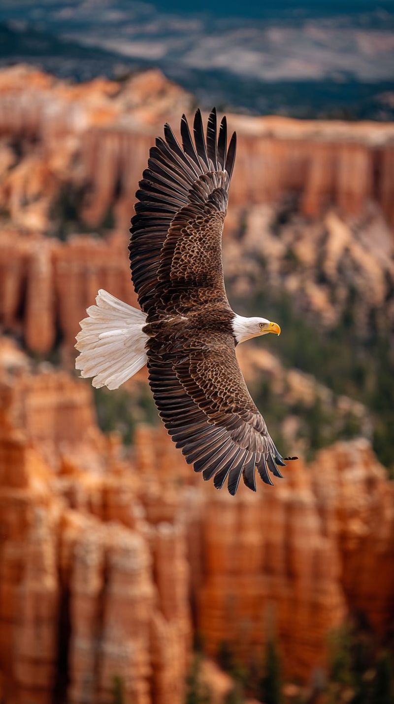 Aigle oiseau vol nature faune air ciel montagne canyon falaise rocher colline vallee foret arbre verdure horizon nuage formation Un aigle vole gracieusement dans le ciel, ses ailes largement déployées. L'aigle a un corps brun foncé avec une tête et une queue blanches. Son bec est jaune et ses yeux sont vifs et concentrés. Le fond présente un paysage époustouflant de formations rocheuses rouges, avec un ciel bleu clair au-dessus. Les rochers sont irréguliers et imposants, créant un arrière-plan dramatique et impressionnant pour le vol de l'aigle.