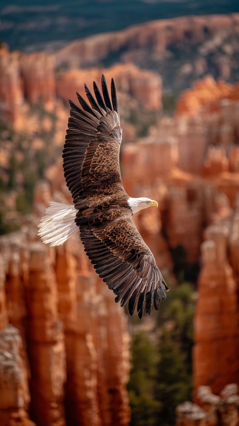 Aigle oiseau vol nature faune air ciel montagne falaise vallee foret arbre soleil ombre plume aile predateur animal rocher formation Un aigle chauve plane gracieusement dans les airs, ses ailes largement déployées. L'aigle a un mélange de plumes brunes et blanches, avec une tête et une queue distinctement blanches. Son bec jaune vif est visible, et ses serres sont étendues alors qu'il glisse dans le ciel. L'arrière-plan présente un paysage époustouflant de formations rocheuses rouges, avec un ciel bleu clair au-dessus. Les rochers sont irréguliers et ont une couleur brun-rouge, créant un arrière-plan dramatique et impressionnant pour le vol de l'aigle.