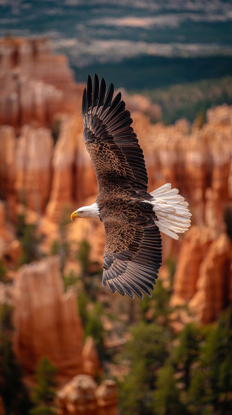 Aigle oiseau vol nature faune air ciel montagne falaise canyon foret arbre verdure horizon soleil ombre nuage vallee roche formation Un aigle vole gracieusement dans les airs, ses ailes largement déployées. L'aigle a un corps brun foncé avec une tête et une queue blanches. Son bec est jaune, et ses yeux sont vifs et concentrés. Le fond présente un paysage magnifique avec des formations rocheuses rouge-brun imposantes qui ressemblent à des hoodoos. Le ciel au-dessus est clair et bleu, avec quelques nuages éparpillés. La scène se déroule dans un environnement naturel et accidenté, avec un peu de verdure visible au premier plan.