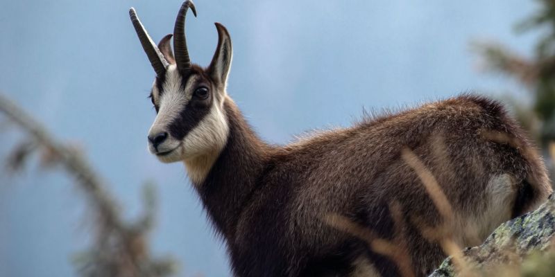 Animal faune nature montagne air mammifere herbivore accidente terrain Gros plan d'une chèvre de montagne, également connue sous le nom de chamois, debout sur une surface rocheuse. La chèvre a un pelage brun avec une tache blanche sur la poitrine et une rayure noire descendant sur son visage. Ses cornes sont courbées et pointues, et elle a un petit museau pointu. Les yeux de la chèvre sont sombres, et elle semble regarder vers la gauche. L'arrière-plan est flou, avec des arbres et un ciel bleu visibles.