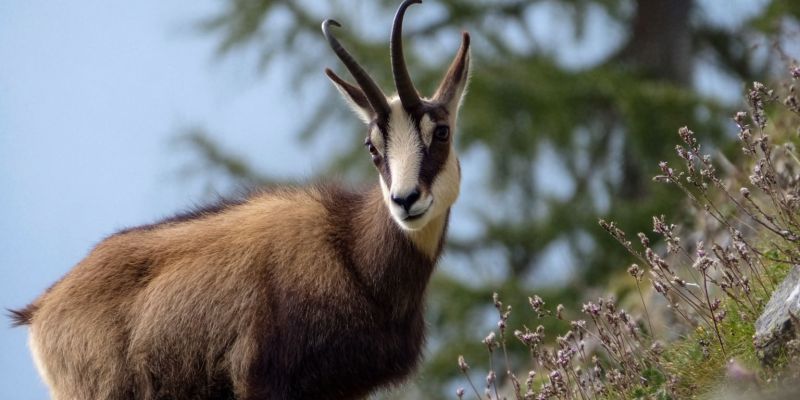 Animal wildlife nature mountain outdoors forest grass herbivore mammal gazelle antler rugged alpine meadow flora fauna habitat ecology a chamois, a type of wild goat, is standing on a grassy slope. The chamois has a brown coat with a white patch on its face. It has curved, pointed horns and a small, pointed snout. The background features a forest with tall trees and some small, purple flowers. The sky is clear and blue.