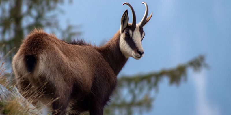 Animal faune nature air montagne foret herbivore mammifere accidente alpin rocheux herbe ciel jour soleil gazelle bois corne sauvage Une chèvre de montagne se tient sur une surface rocheuse, probablement dans une région montagneuse. La chèvre a un pelage brun avec une tache blanche sur le visage, et elle a des cornes courbées et pointues. La chèvre est tournée vers la gauche, et son corps est légèrement tourné vers la droite. Derrière la chèvre, il y a plusieurs arbres, et le ciel est bleu avec quelques nuages. La chèvre semble alerte et consciente de son environnement.