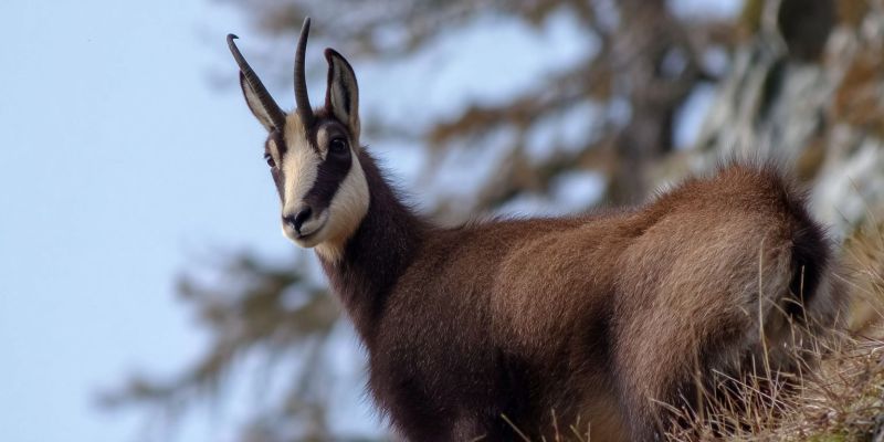 Animal faune nature montagne air foret herbe ciel journee mammifere cerf gazelle bois accidente roche alpin habitat environnement Chamois, un type de bouquetin sauvage, debout sur un flanc de colline herbeux. Le chamois a un pelage brun avec une tache blanche sur le visage et une rayure noire descendant le long de son cou. Il a de longues cornes recourbées et un petit museau pointu. L'arrière-plan est un mélange d'arbres et de rochers, avec un ciel bleu clair au-dessus. Le chamois semble alerte et regarde vers la gauche, scrutant peut-être ses environs à la recherche de menaces potentielles ou de nourriture.