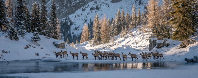 Renne neige montagne faune hiver troupeau nature foret froid glace riviere arbres animaux air voyage environnement saison Un troupeau de cerfs traverse une rivière dans un paysage montagneux enneigé. Les cerfs se déplacent en ligne, certains d'entre eux faisant face à la caméra. La rivière est calme, et son reflet peut être vu sur l'eau. La zone environnante est couverte de neige, avec des pins et des affleurements rocheux visibles. Le ciel est clair, et le soleil brille, projetant une lueur chaleureuse sur la scène.