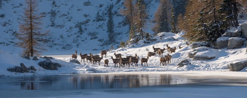 Deer snow mountain wildlife winter nature herd cold ice rock water reflection tree forest sunlight outdoors animal environment In a snowy mountainous landscape, a herd of deer is gathered near a frozen lake. The deer are of various sizes, with some standing and others lying down. The snow-covered ground is dotted with rocks and patches of bare ground. The trees surrounding the area are mostly evergreen, with some branches bare due to the winter season. The sky is clear, and the sunlight is bright, casting a warm glow on the scene. The lake is calm, with a reflection of the surrounding trees and mountains.