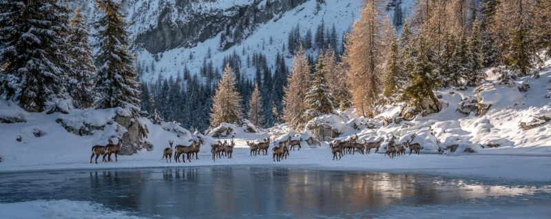 Deer snow mountain wildlife nature winter forest animal cold outdoors ice rock tree water reflection group herd habitat In a snowy mountainous landscape, a herd of reindeer is gathered near a frozen river. The reindeer are of various sizes, with some standing and others lying down. The snow-covered ground is dotted with evergreen trees, and the mountains in the background are also blanketed in snow. The sky is clear, and the sunlight casts a warm glow over the scene, reflecting off the icy river. The overall atmosphere is serene and peaceful, with the reindeer appearing calm and content in their snowy habitat.