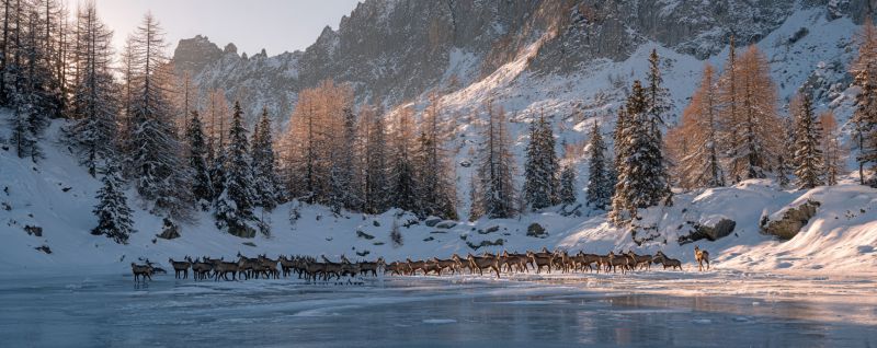 Mountains snow trees wildlife deer herd winter nature ice reflection sunlight rocks forest cold migration outdoors scenery environment A large herd of deer is crossing a frozen river in a snowy landscape. The deer are moving in a single file line, with some of them standing on the ice while others are in the water. The river is surrounded by snow-covered trees and rocky mountains in the background. The sky is clear and the sun is setting, casting a warm glow on the scene.