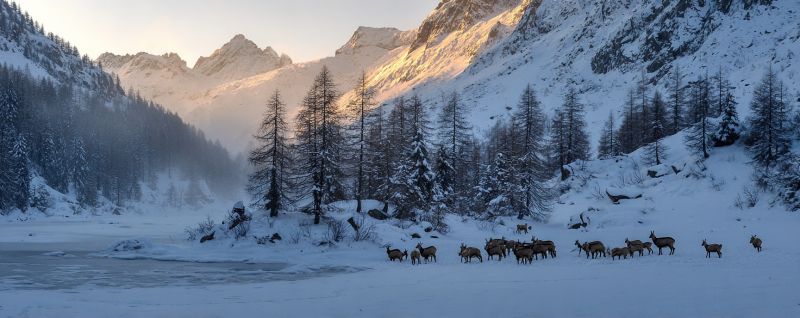 Montagnes neige cerfs faune foret hiver nature troupeau animaux lever soleil brume arbres riviere brouillard froid gel glace vallee Dans un paysage montagneux enneigé, un troupeau de cerfs se déplace sur le sol recouvert de neige. Les cerfs sont de différentes tailles, certains paraissant plus grands que d'autres. Les montagnes sont couvertes de neige, et il y a des arbres avec de la neige sur leurs branches. Le ciel est clair, et le soleil se couche, projetant une lueur chaude sur la scène. Les cerfs se déplacent en ligne, certains d'entre eux faisant face à la caméra. La neige est épaisse et blanche, recouvrant le sol et les arbres. Les montagnes sont en arrière-plan, et les cerfs sont au premier plan.