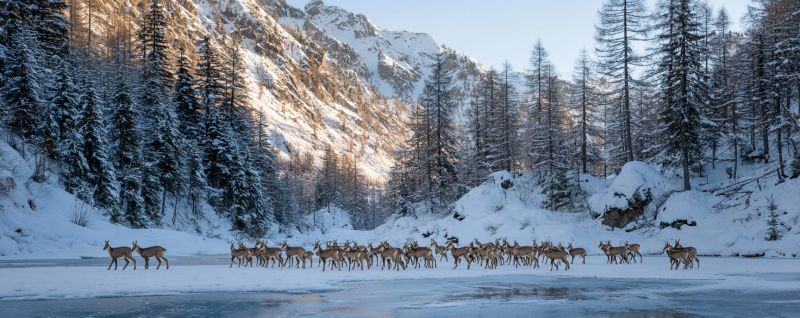 Deer herd snow mountain winter wildlife nature forest ice cold migration animal outdoors scenery travel adventure environment habitat In a snowy mountainous landscape, a herd of deer is moving across a frozen river. The deer are of a light brown color, with slender bodies and long legs, adapted for traversing snowy terrain. The river is partially frozen, with patches of ice and water visible. The surrounding area is blanketed in snow, with tall, leafless trees standing on either side of the river. The mountains in the background are also covered in snow, with some rocky outcrops visible. The sky above is clear, with the sun casting a soft, golden light over the scene, highlighting the snow and the deer.
